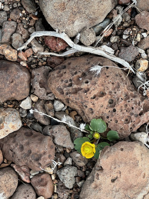 A small desert flower in mid-March. 